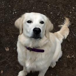 Dove - Golden Retriever