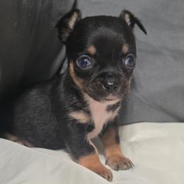 Moose - Black and tan male Chihuahua puppy in Royal Center, Indiana from Marvelous Chihuahuas