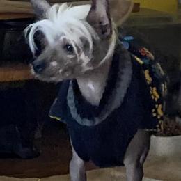 Chihuahua and Chinese Crested Puppies from Western Kentucky Chihuahua’s and Chinese Crested’s
