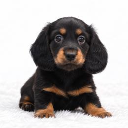 Holly - Black and tan female Dachshund puppy in Fredricktown, Missouri from Ivy Cream Dachshunds