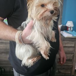 Gucci - Yorkshire Terrier