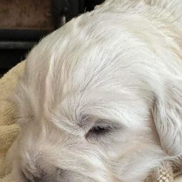 Golden Retrievers and Newfoundlands from Horner Newfoundlands and Golden Retrievers