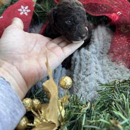 Ghirardelli - Chocolate male Goldendoodle puppy in Cross, South Carolina from DoodleDandy & Danes