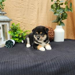 Zeke - Black and tan male Shiba Inu puppy in Illinois from Precious-Puppies