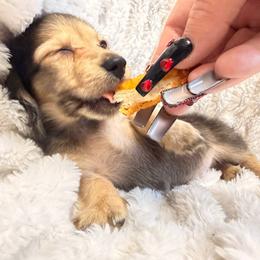 Gravy - Cream male Dachshund puppy in Sebring, Florida from Mini Weenies
