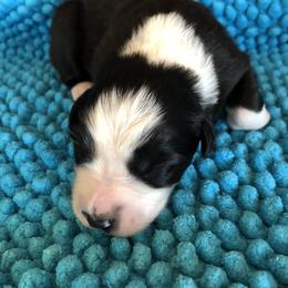 Miniature Australian Shepherd Puppies from Copper Line Aussies