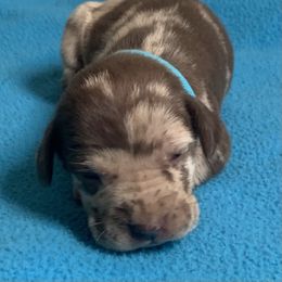 Teal collar female - Red merle female Catahoula Leopard Dog puppy in Gadsden, Alabama from Rich Cat’s