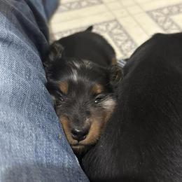 Dachshunds from Boone Farm Dachshunds