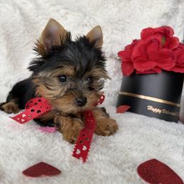 Cupid - Black and gold male Yorkshire Terrier puppy in Riverside, California from Empire Yorkies