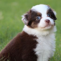 Miniature Australian Shepherds and Toy Australian Shepherds from KangaRoos Little Aussies