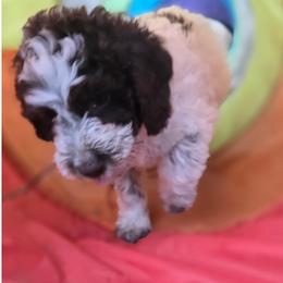 Boy 4 - Brown roan male Lagotto Romagnolo puppy in Salida, California from Harper's Lagotti