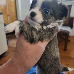 Hope.            1,500 - Blue and white female Chihuahua puppy in Chambersburg, Pennsylvania from Lil Angel's Chihuahuas