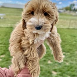 Pierogi - Red female Australian Labradoodle puppy in Newdale, Idaho from Grand Peaks Labradoodles