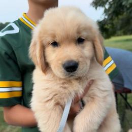 Gray boy - Golden male Golden Retriever puppy in Macy, Indiana from Macy Golden Meadows