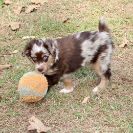 Timber - Red merle male Miniature Australian Shepherd puppy in Fort Smith, Arkansas from Rye Hill Aussies
