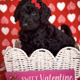Twix - Black female Goldendoodle puppy in Waterford, California from Alvdoodles