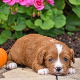Brianna - Red female Cavapoo puppy in Gap, Pennsylvania from Country View Puppies ( License 18816)