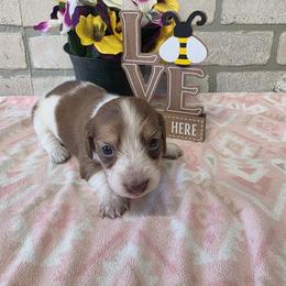 Oak - Piebald female Dachshund puppy in Grant, Michigan from Low Down Dashchuand