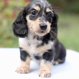 Dachshund Puppies from Prima Dachshunds