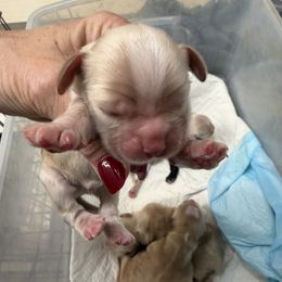 Boy 1 - Buff male Cocker Spaniel puppy in Haines City, Florida from Camic Cockapoos
