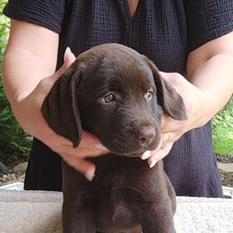 Bluey - Chocolate female Labrador Retriever puppy in Siloam Springs, Arkansas from Karemy Kennels (Karemy Labradors)