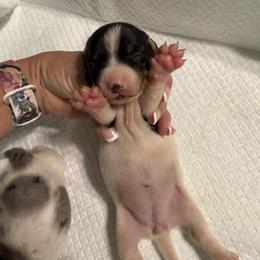 Pascha - Piebald female Dachshund puppy in Whitesboro, Texas from Joanie's Tickled Pink Puppies