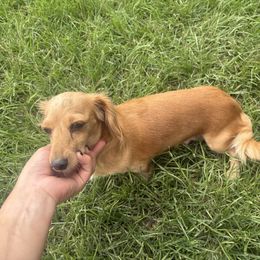Cassidy - Dachshund