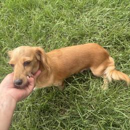Cassidy - Dachshund