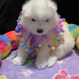 Samoyed Puppies from Samoyed Puppies