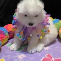 Samoyed Puppies from Samoyed Puppies
