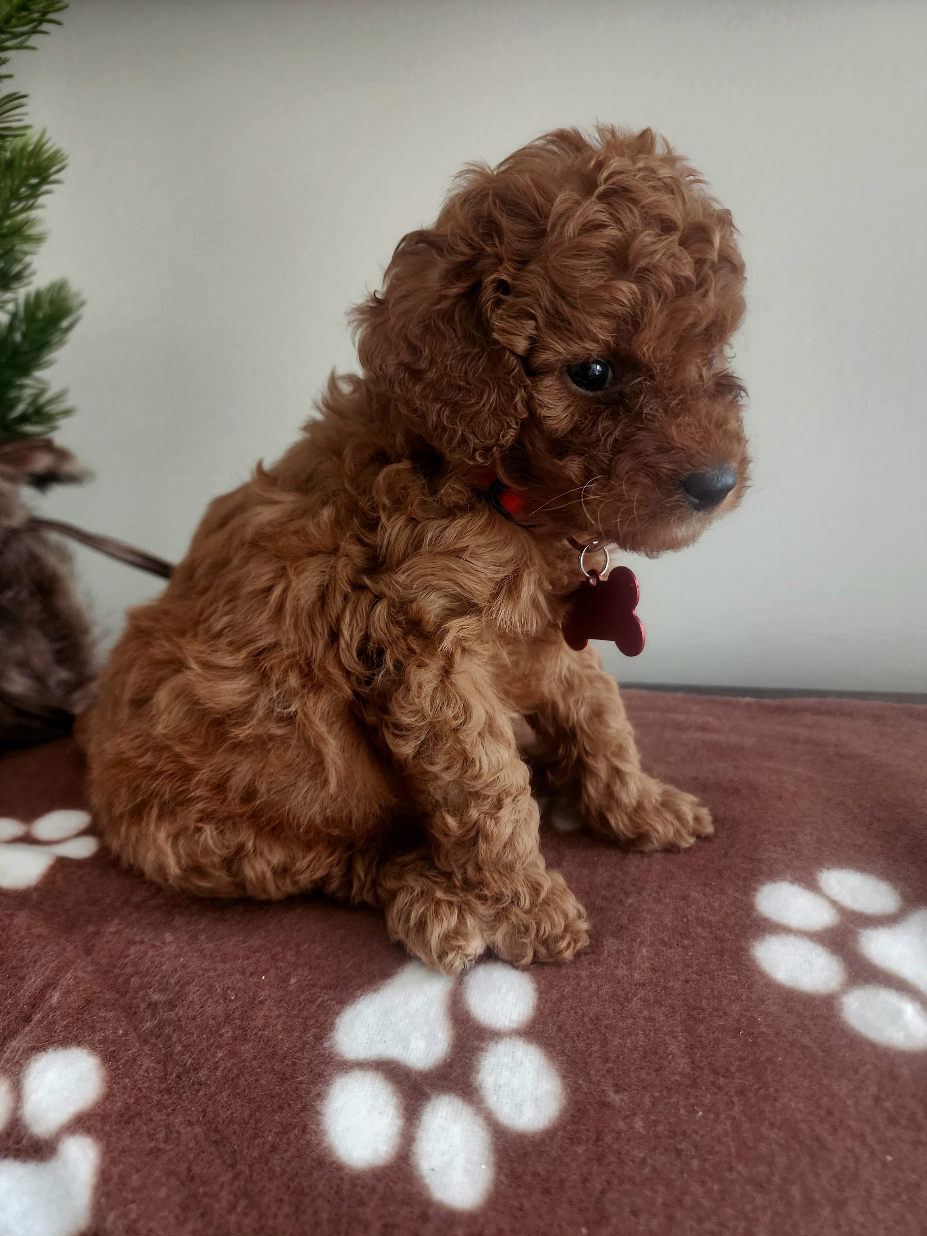 Red Boy - Red  Goldendoodle puppy in Wellford, South Carolina from 4goldendoodles