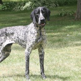 German Shorthaired Pointers and Labrador Retrievers from Rock Hollow Retrievers