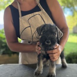 Girl 5 - Pepper and salt female Standard Schnauzer puppy in Henryville, Indiana from Forestview