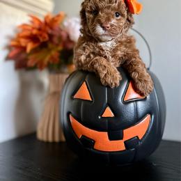 Poodle puppies from Deerly Poodles