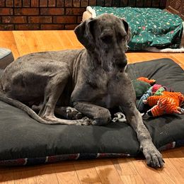 Cleo - Great Dane