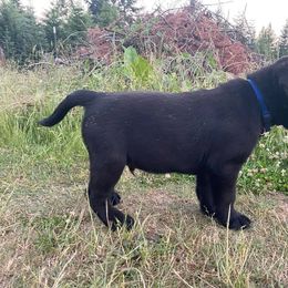 Labrador Retriever Puppies from Corner Crest Labs