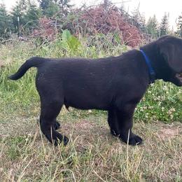 Labrador Retriever Puppies from Corner Crest Labs
