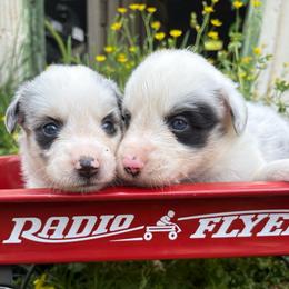 Ryder - Blue merle male Australian Shepherd puppy in New Houlka, Mississippi from Skuna River Ranch
