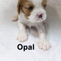 Cavalier King Charles Spaniel Puppies from Poor Ridge Ranch