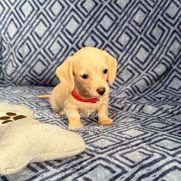 Cream Male Soft Wire Red Collar - Cream male Dachshund puppy in Cleveland, Tennessee from Kelly's Doxie Farm