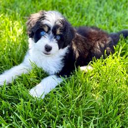 Cloudy - Black tri-color female Aussiedoodle puppy in Sterling, Colorado from North 40 Doodles