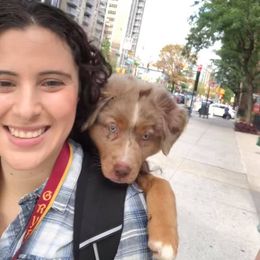 Miniature American Shepherd Puppies from Eagles Landing Miniature American Shepherds