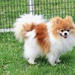 Seeme - Pomeranian