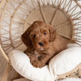 Green Collar Boy - Red male Australian Labradoodle puppy in Thousand Oaks, California from Lovely Doodle Lane