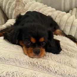 Rally - Cavalier King Charles Spaniel