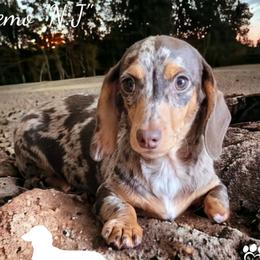 Nemo - Dachshund