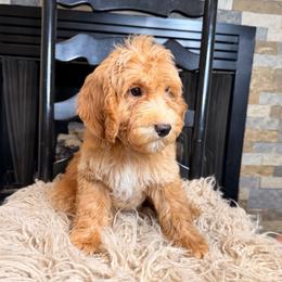 Beau - Red male Bernedoodle puppy in Tyner, Kentucky from Good Dog Doodles