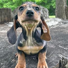 Shiloh - Dapple female Dachshund puppy in Industry, Illinois from KDKs Kennels