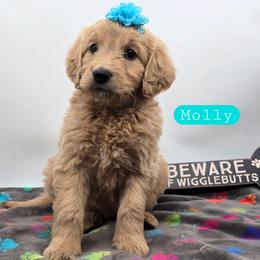 Molly - Apricot female Goldendoodle puppy in Neillsville, Wisconsin from Granton Creek