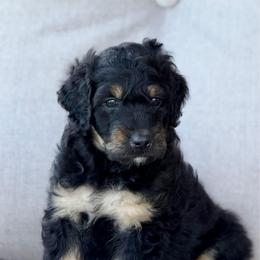Mater - male Australian Mountain Doodle puppy in Decatur, Illinois from Signature Doodles
